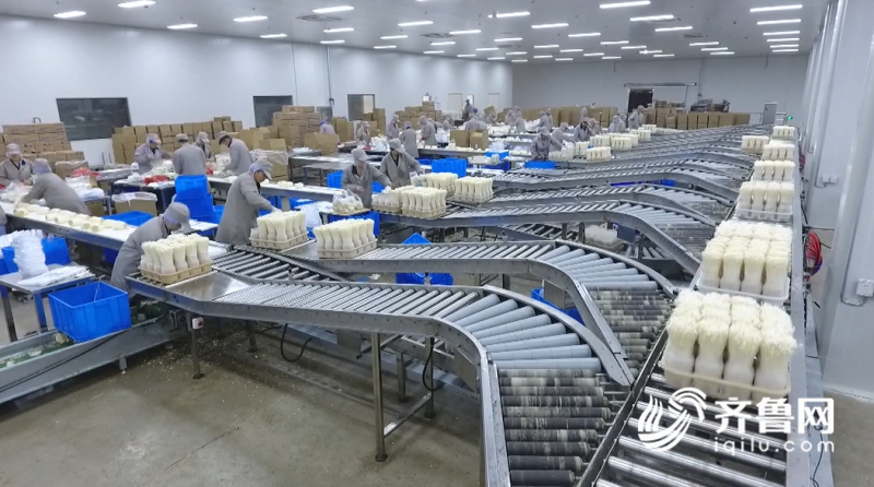 2019年山東農(nóng)業(yè)科技服務（扶貧）月啟動儀式在鄒城舉行，開啟技術推廣新篇章